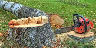 Best Tree Cabling and Bracing  in Powderly, TX