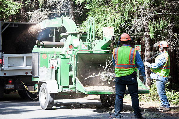 Best Root Management and Removal  in Powderly, TX