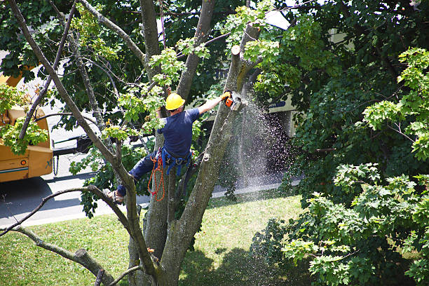 Mulching Services in Powderly, TX