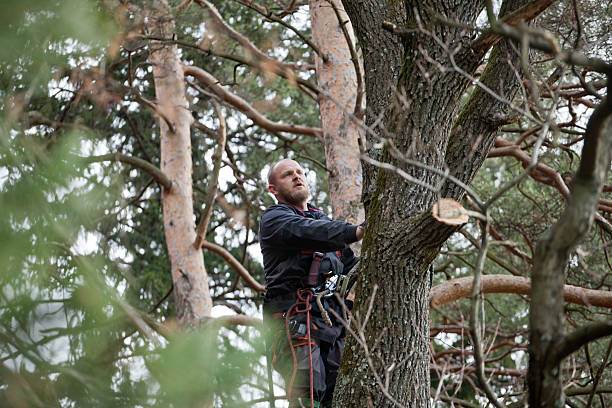 Professional Tree Care in Powderly, TX